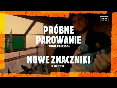 , title : 'PRÓBNE PAROWANIE 💔Gołębnikom z płyt OSB mówię NIE!😕 Nowe znaczniki 🎁 Zbigniew Rodak 0309 Szczecin'