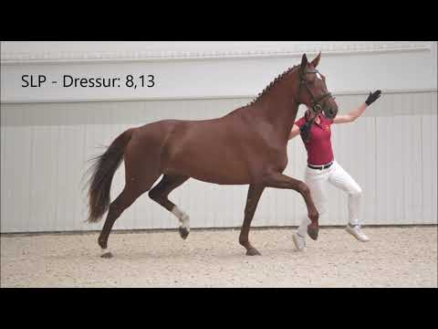 StPr Florencia B *2016 von Floriscount - Paradiesvogel - Warkant www.zuchthof-bahnemann.de