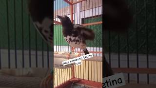 Download lagu anis kembang betina cas #aniskembangindonesia #burunganiskembanggacor #shortvideo #subscribe mp3 Download lagu anis kembang betina cas #aniskembangindonesia #burunganiskembanggacor #shortvideo #subscribe mp3