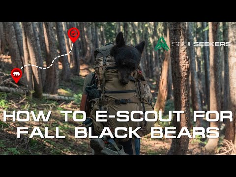 E-Scouting For Fall Black Bear