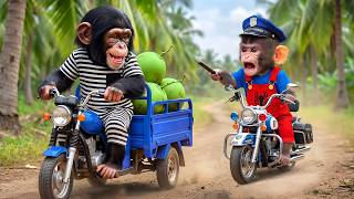 Download lagu Monkey CoCo Catches a Sneaky Thief Stealing His Coconuts—His Smart Revenge AMAZE Everyone! mp3