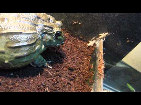 my 9 month old Pyxie frog eating crickets HD