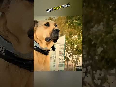 Dog Free Travel Journey ❤️