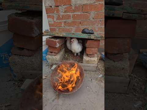 Making a Safe Nest for the Baby Pigeons! #pigeon  #loft  #clean  #baby