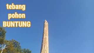 Download lagu TEBANG POHON KAYU ULIN BUNTUNG tapi UNTUNG mp3