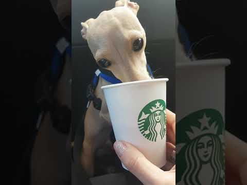 download lagu mp3 mp4 Cream Italian Greyhound, download lagu Cream Italian Greyhound gratis, unduh video klip Cream Italian Greyhound