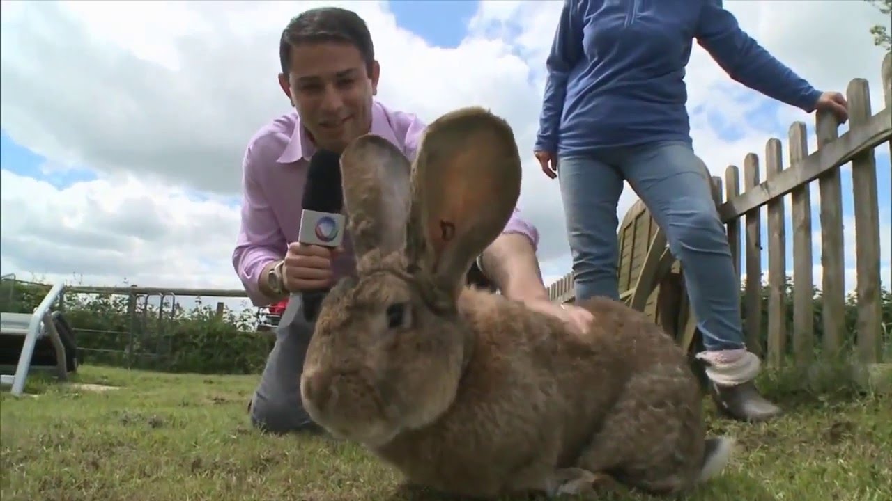Disputa em família: maior coelho do mundo pode perder o título para o próprio filho