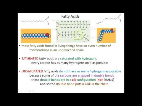 Lecture 8A - Lipids