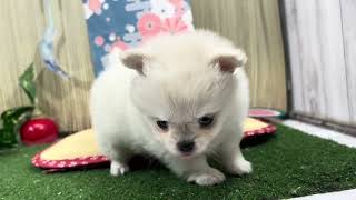 ハーフ犬の動画01