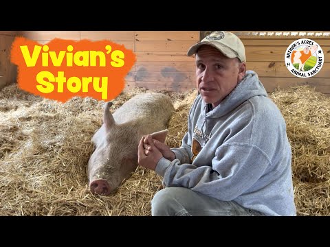 Pig Rescued from Chemical Testing Lab