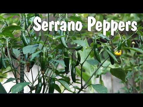 image-Which is hotter jalapeño or serrano?