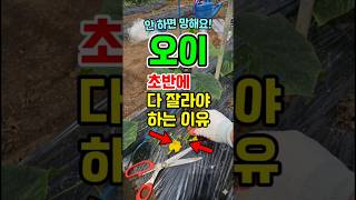 오이 초반에 다 잘라야하는 이유 안하면 망해요 #오이농사