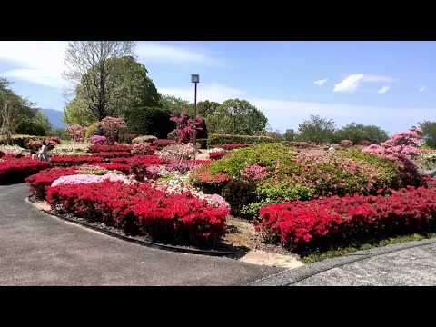Azalea 2020（久留米百年公園）