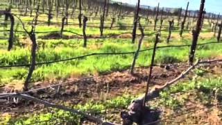 Hyde Syrah in March: Harvest 2014