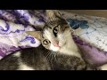 What Happens When A Cat Meow And Purr At The Same Time