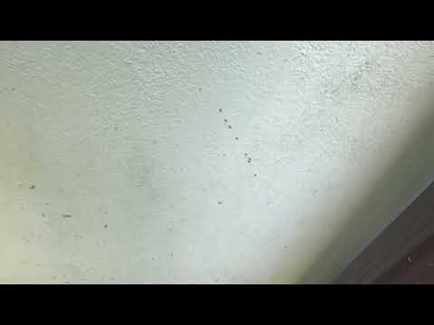 Found Some Ants on the Side of the Home in Freehold, NJ