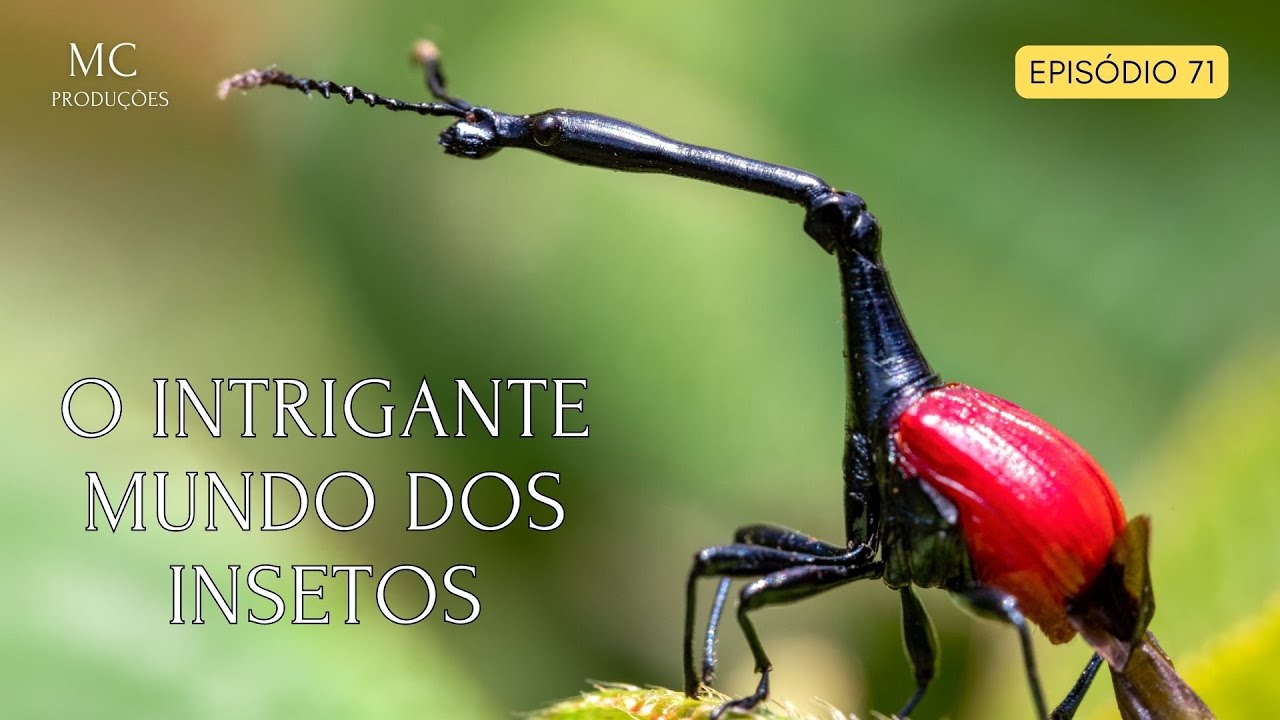 O INTRIGANTE MUNDO DOS INSETOS - Natureza selvagem