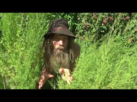 ARTEMISIA ANNUA BASIC INFOS