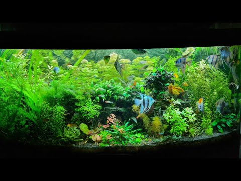 Planted Aquarium Juwel Vision 450