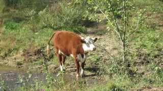 preview picture of video 'Cute Cow in Mill Creek, Talking Rock, Georgia'