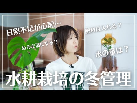 休日に桜の木陰に持ち出された観葉植物と蘭