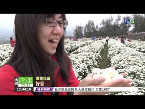 銅鑼杭菊盛開 花農大跳PPAP