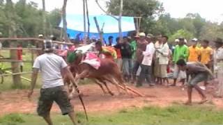 preview picture of video 'BULL RACE IN MADURA ISLAND'
