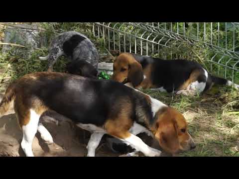 CKC registered Beagle male for adoption = Stellar...