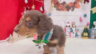 ミニチュアダックスの動画01