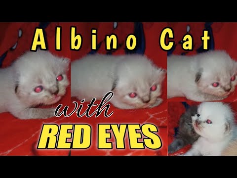 ALBINO CAT WITH RED EYES [Read Description]