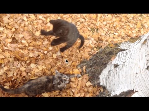 Four adorable kittens go wild in a leaf pile
