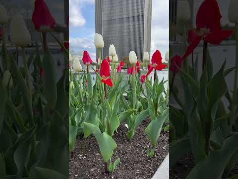 #albany #flowers #tulips #shorts #video