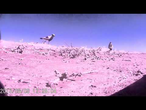 Blacksmith Plovers Incubating