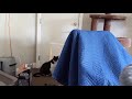 Tuxedo Cat Yelling To Go Outside After Peeing