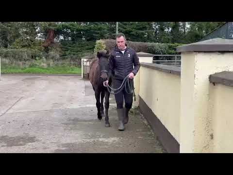 Connemara Filly Foal - Image 2