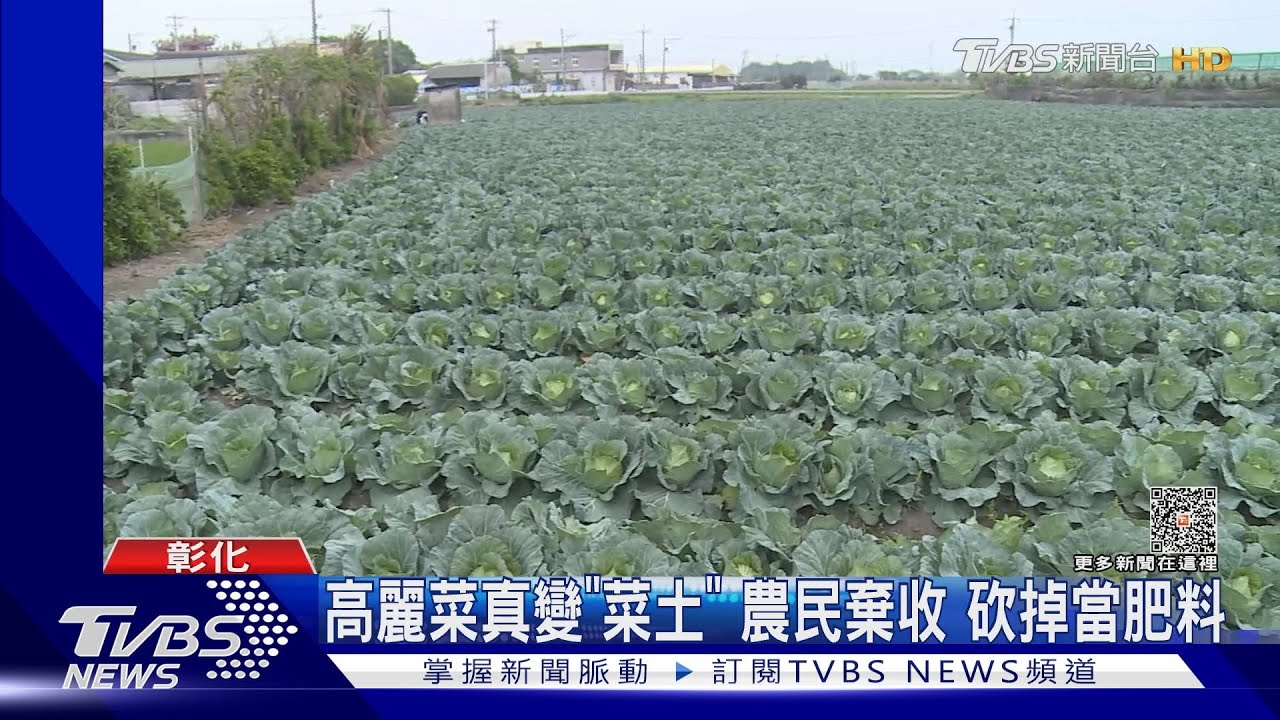 高麗菜真變「菜土」農民棄收 砍掉當肥料