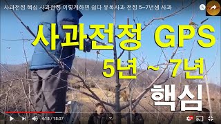 사과전정 핵심 사과전정 이렇게하면 쉽다 유목사과 전정  5~7년생 사과