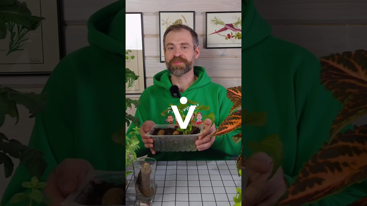 Ведро клубней с одного куста батата! Делюсь секретом