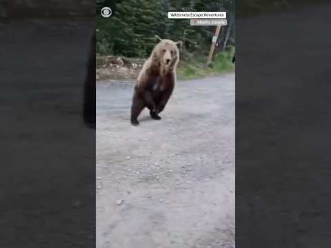 Woman and dog escape encounter with grizzly bear on a hike in Alberta, Canada #shorts