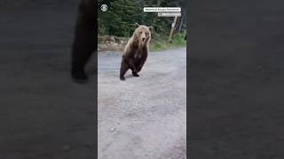 Woman and dog escape encounter with grizzly bear on a hike in Alberta, Canada #shorts