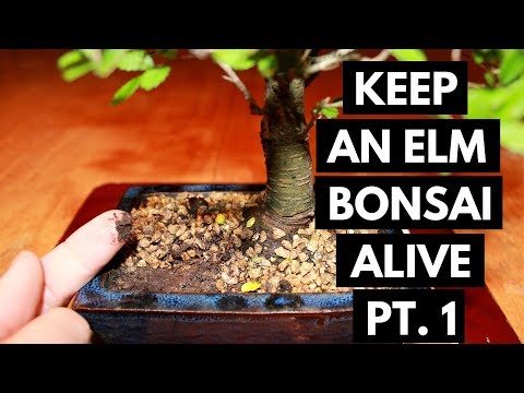 Chinese Elm Bonsai Care: Assess and Location (Part 1)