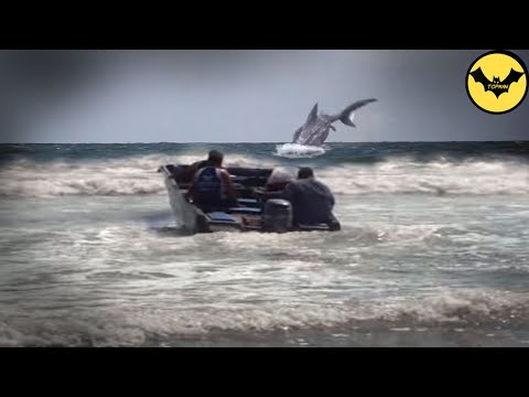 Avistamientos del Megalodon a Través de la Historia.