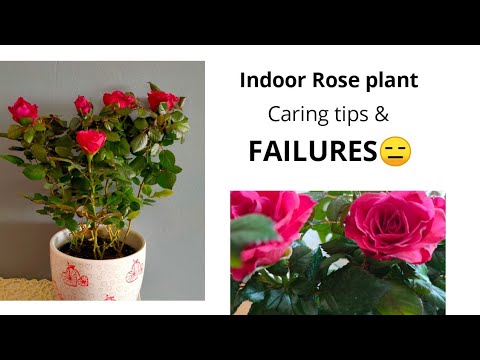 , title : 'Indoor rose plant care, tips and FAILURES