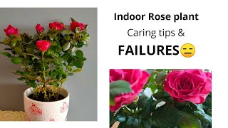 Indoor rose plant care, tips and FAILURES