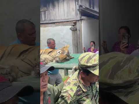 Dart Tiger On Stretcher