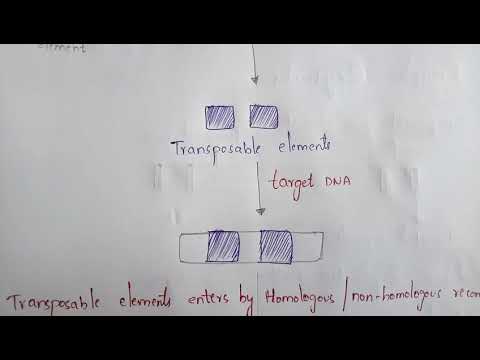 DNA REPLICATION part 1 BY PHANINDRA GUPTA
