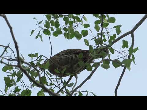Ruffed grouse snacking on some leaves