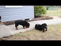 Rottweiler dogs for sale: Scout - Video 1