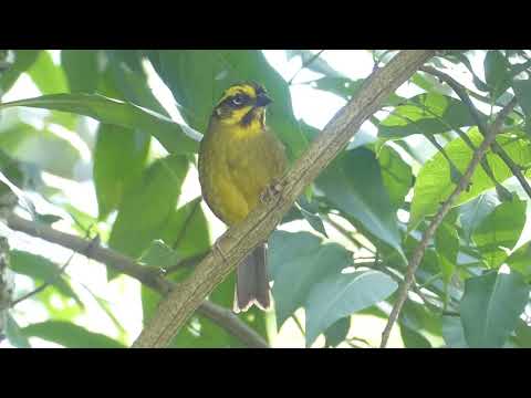 Yellow-striped Brushfinch, Atlapetes citrinellus, Tafi del Valle, Tucumán, Argentina, 19 Febr 2026