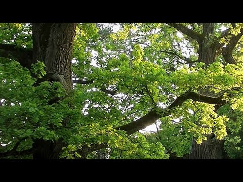 Górecko Kościelne - oaza wsród lasów - Roztocze